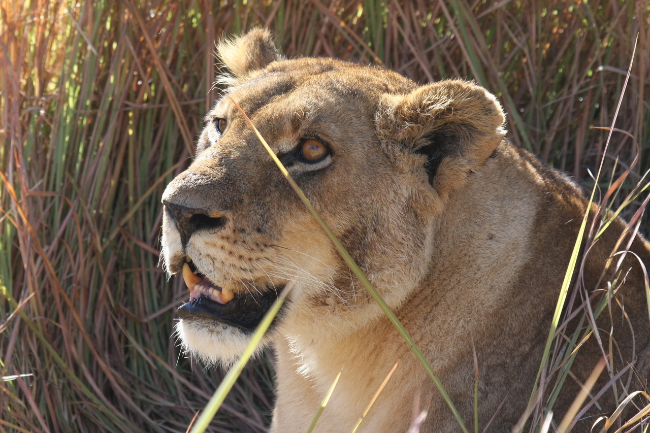 [18860] 2016_06_28_04_18_22_Africa_Canon_EOS_40D_IMG__00388.jpg