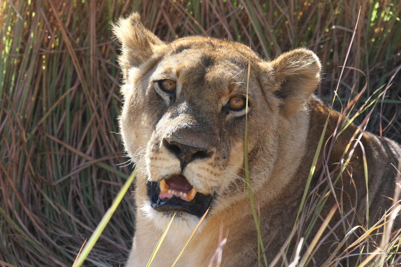 [18875] 2016_06_28_04_18_27_Africa_Canon_EOS_40D_IMG__10226.jpg