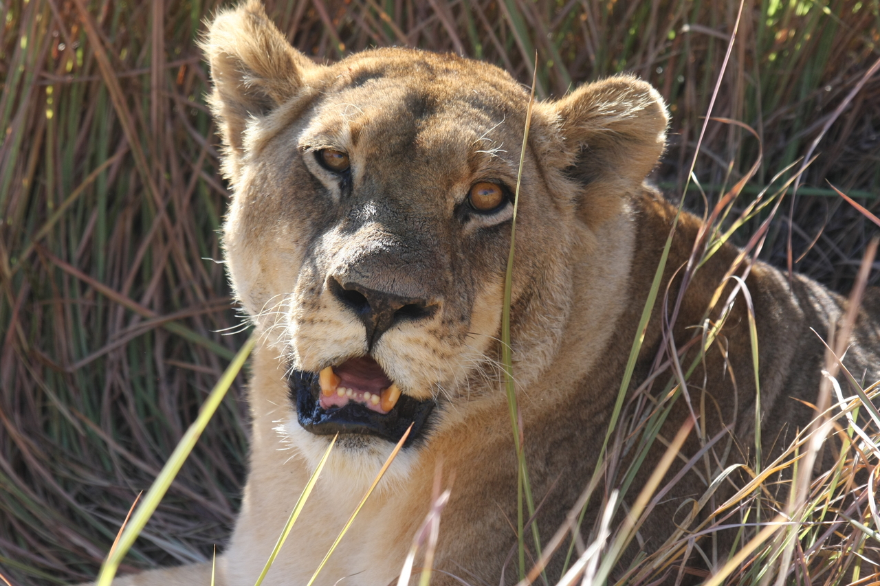 [18880] 2016_06_28_04_18_28_Africa_Canon_EOS_40D_IMG__02781.jpg