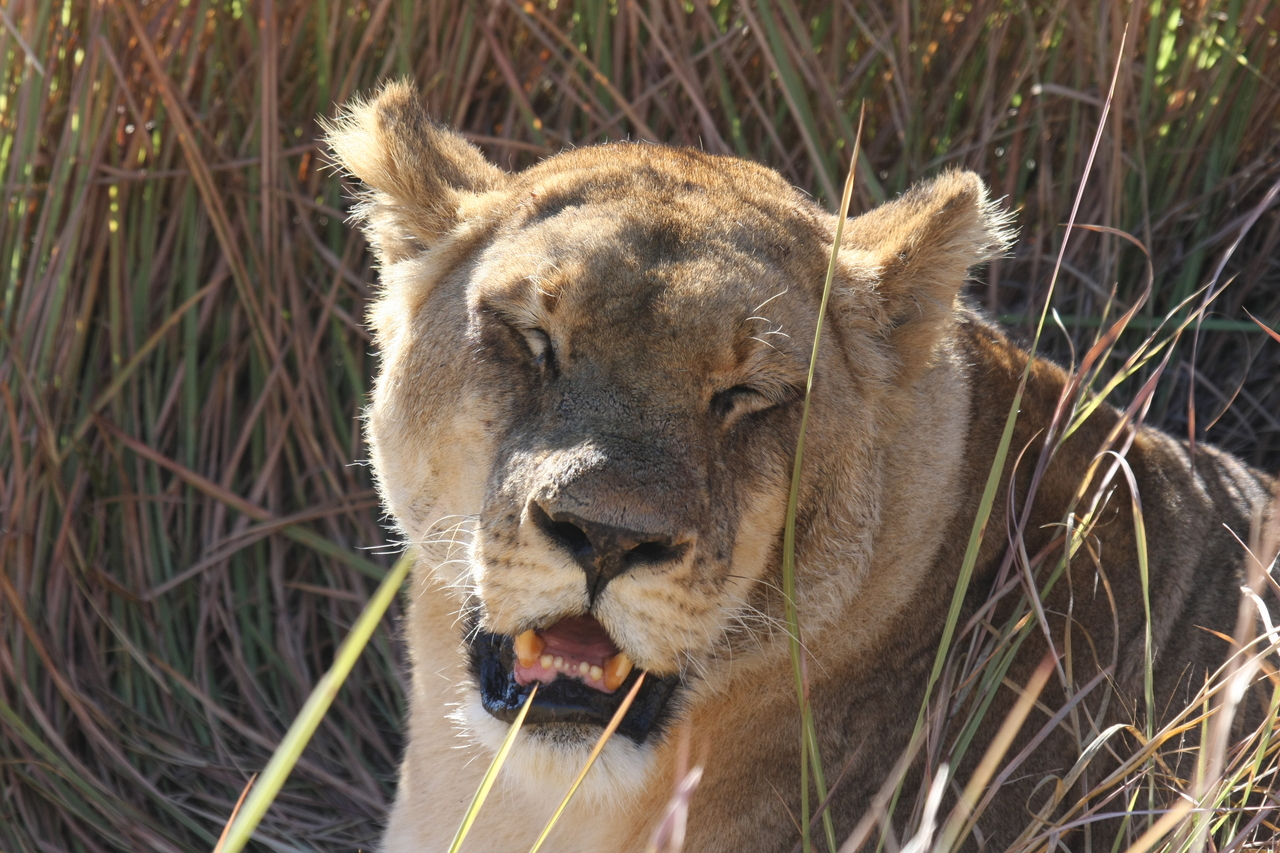 [18905] 2016_06_28_04_18_32_Africa_Canon_EOS_40D_IMG__00405.jpg