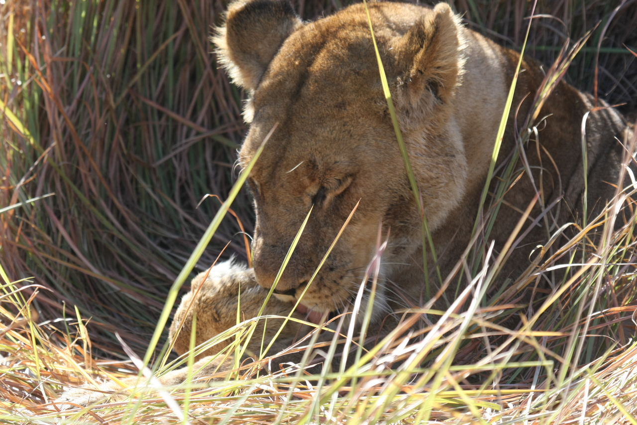 [18923] 2016_06_28_04_18_40_Africa_Canon_EOS_40D_IMG__10243.jpg