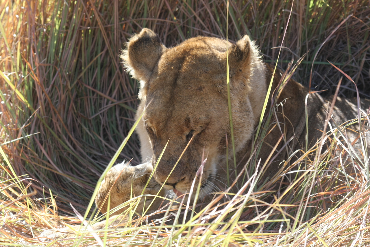 [18928] 2016_06_28_04_18_42_Africa_Canon_EOS_40D_IMG__00412.jpg