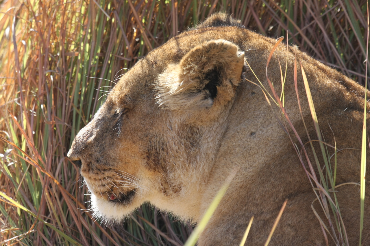 [18979] 2016_06_28_04_19_36_Africa_Canon_EOS_40D_IMG__00431.jpg