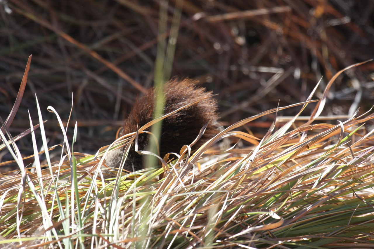 [19005] 2016_06_28_04_21_35_Africa_Canon_EOS_40D_IMG__10270.jpg