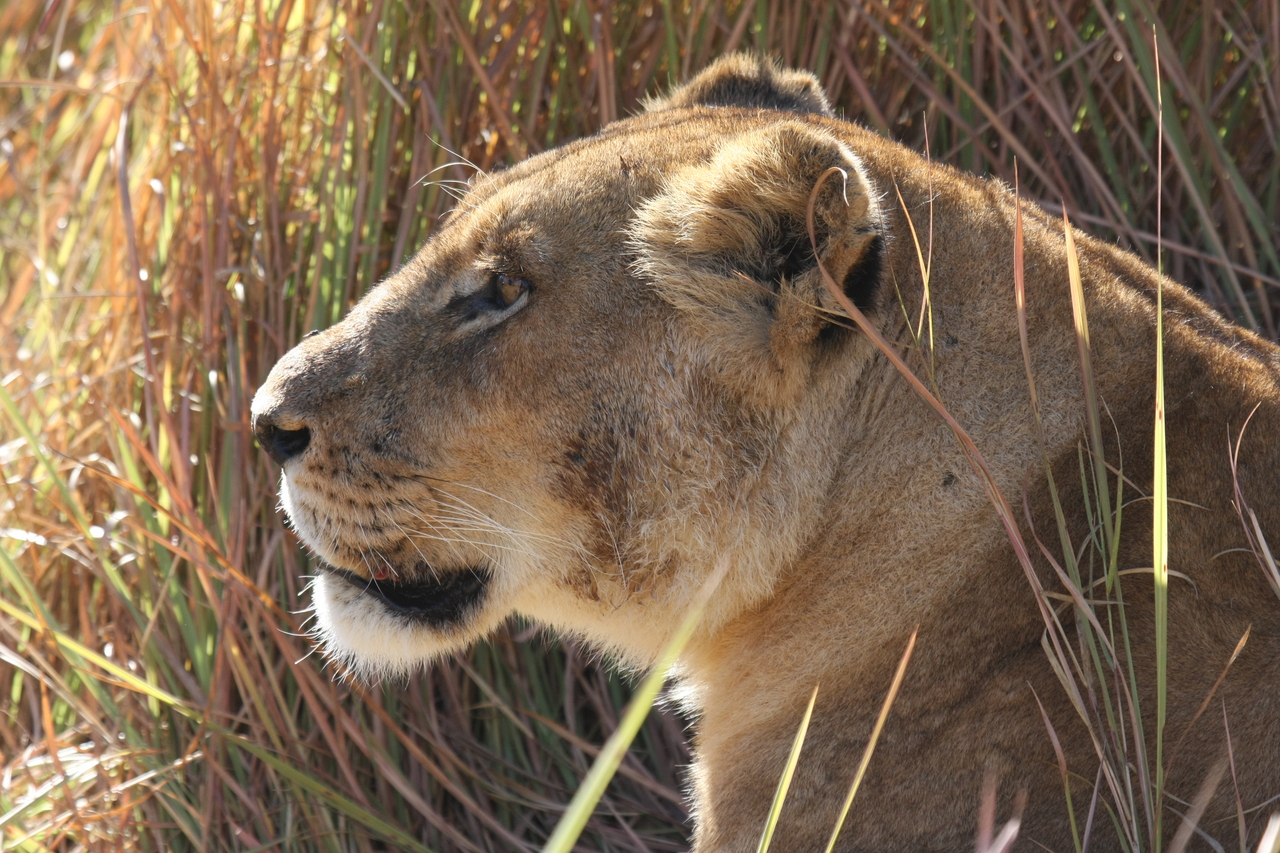 [19011] 2016_06_28_04_21_47_Africa_Canon_EOS_40D_IMG__10272.jpg