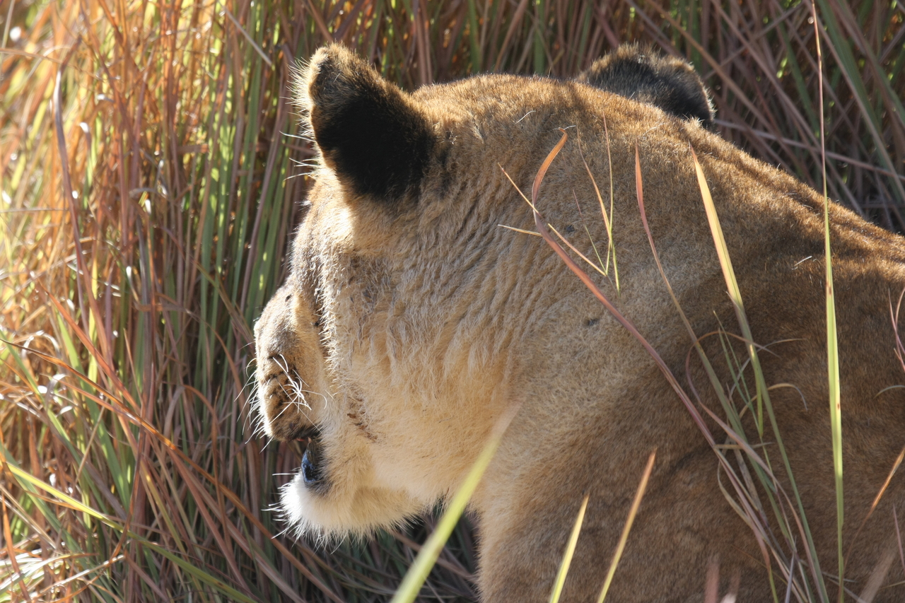 [19040] 2016_06_28_04_22_12_Africa_Canon_EOS_40D_IMG__00443.jpg