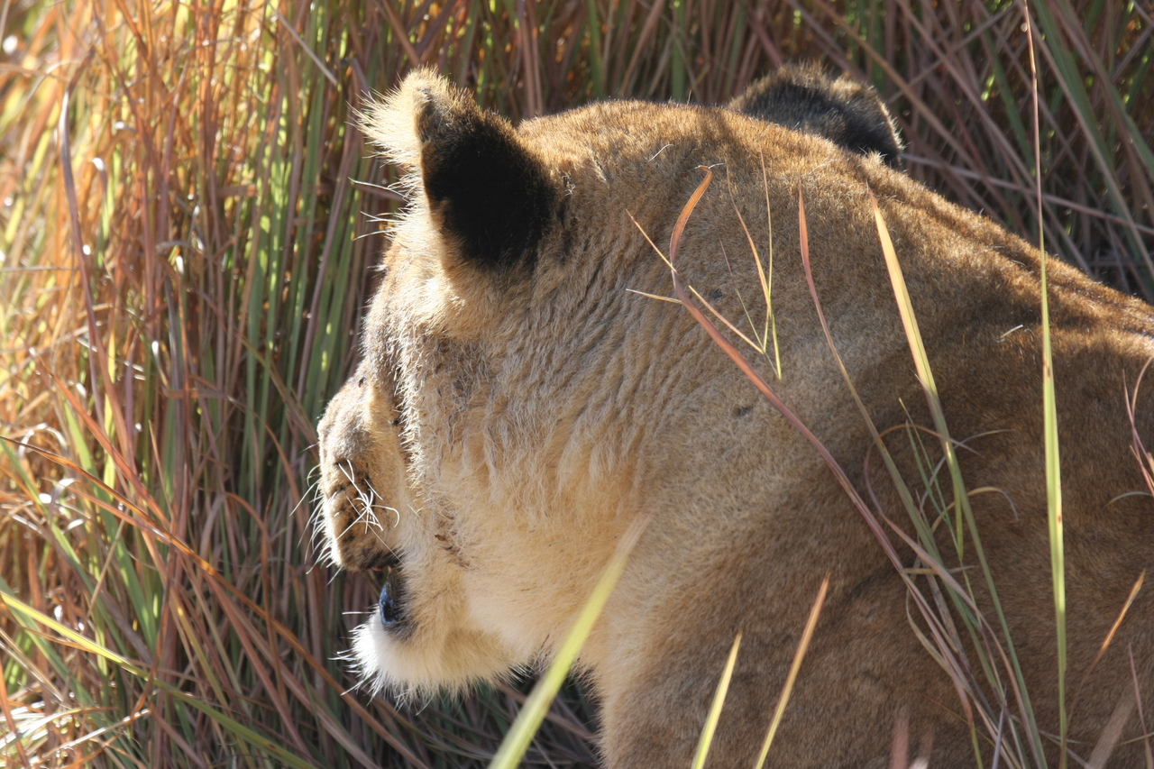 [19042] 2016_06_28_04_22_12_Africa_Canon_EOS_40D_IMG__00445.jpg