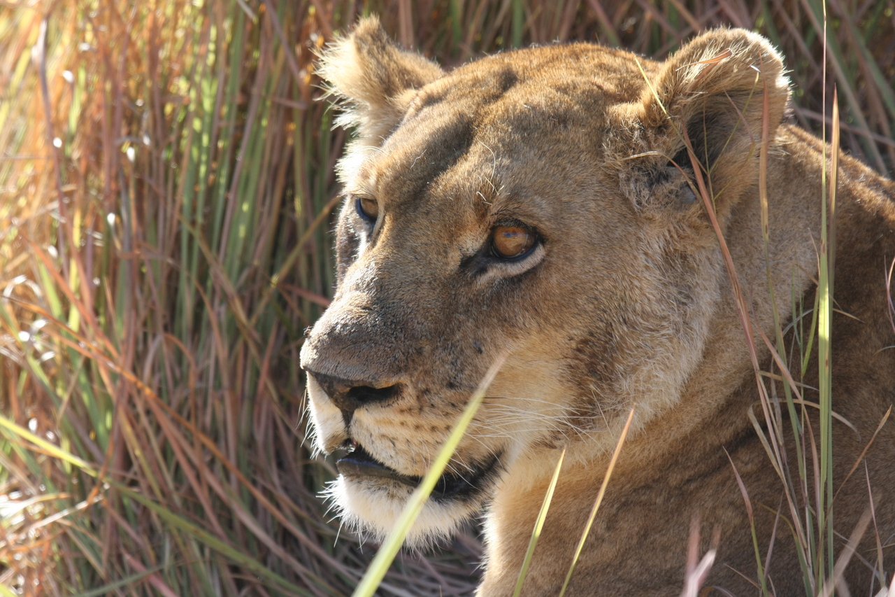 [19054] 2016_06_28_04_23_20_Africa_Canon_EOS_40D_IMG__10283.jpg