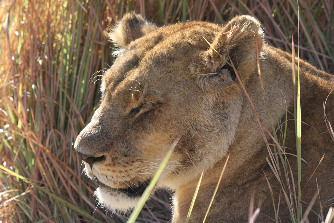 [19064] 2016_06_28_04_23_23_Africa_Canon_EOS_40D_IMG__00453.jpg