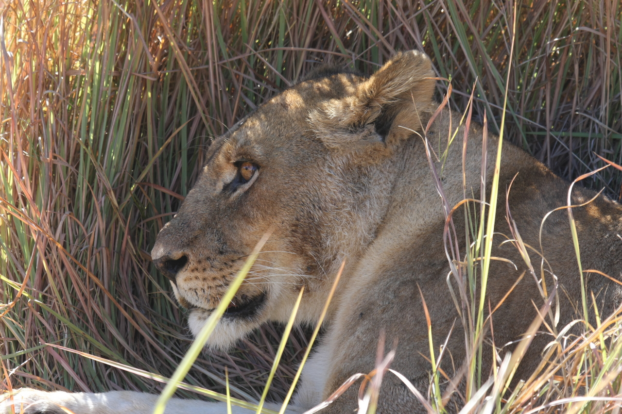 [19072] 2016_06_28_04_23_58_Africa_Canon_EOS_40D_IMG__10289.jpg