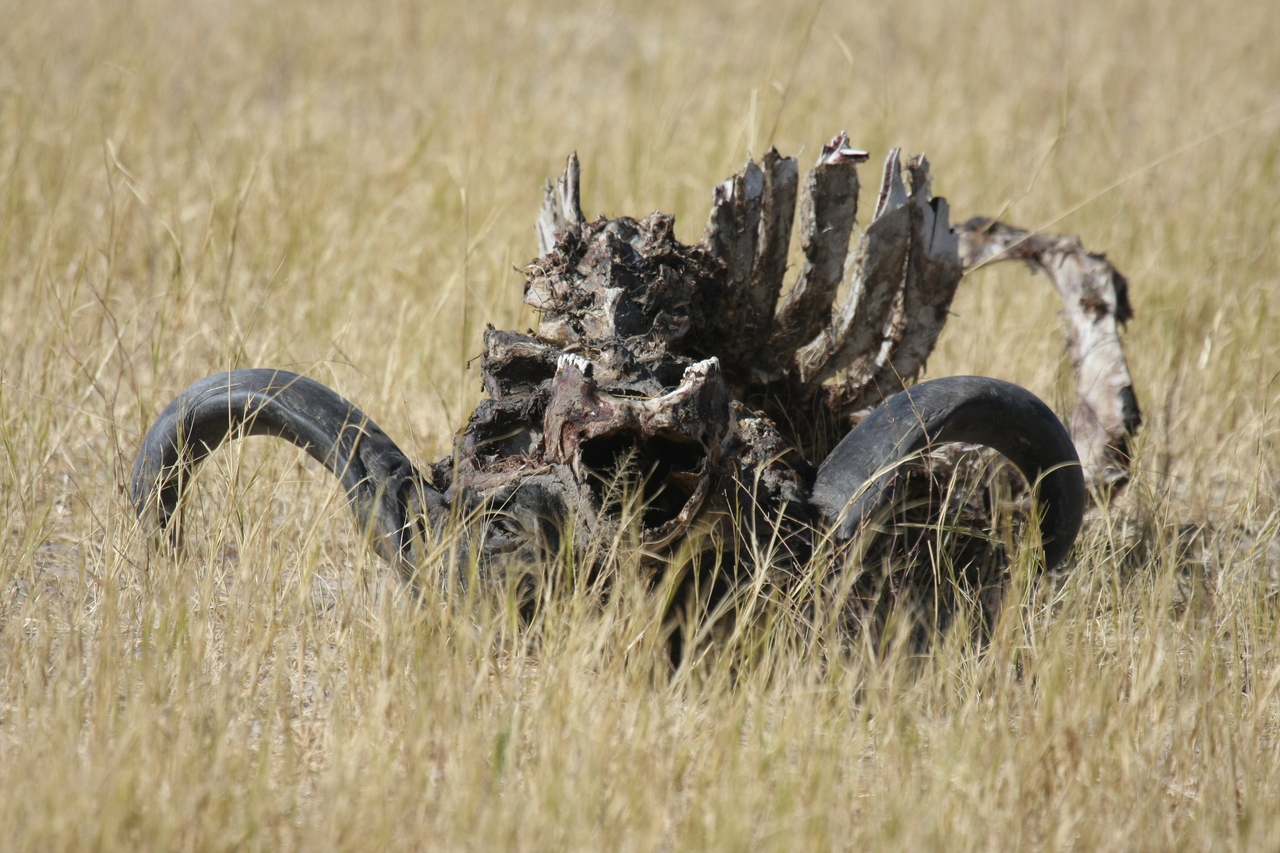 [19088] 2016_06_28_04_42_06_Africa_Canon_EOS_40D_IMG__02849.jpg