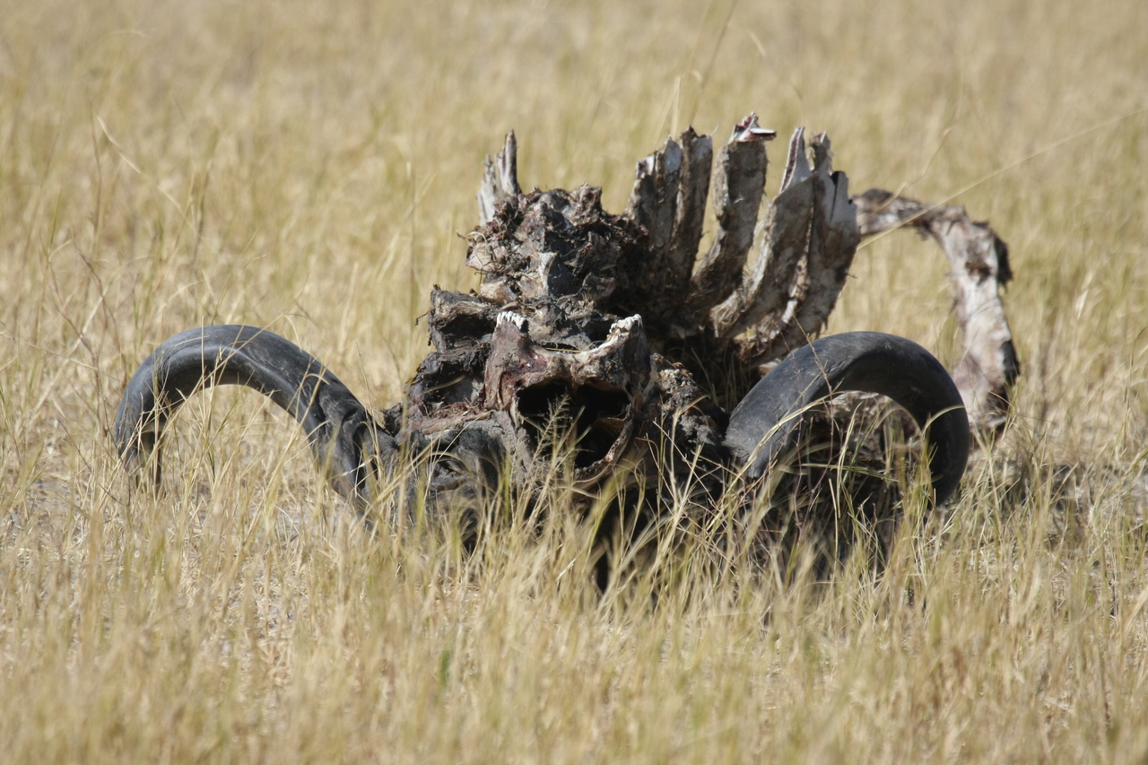 [19089] 2016_06_28_04_42_06_Africa_Canon_EOS_40D_IMG__10295.jpg