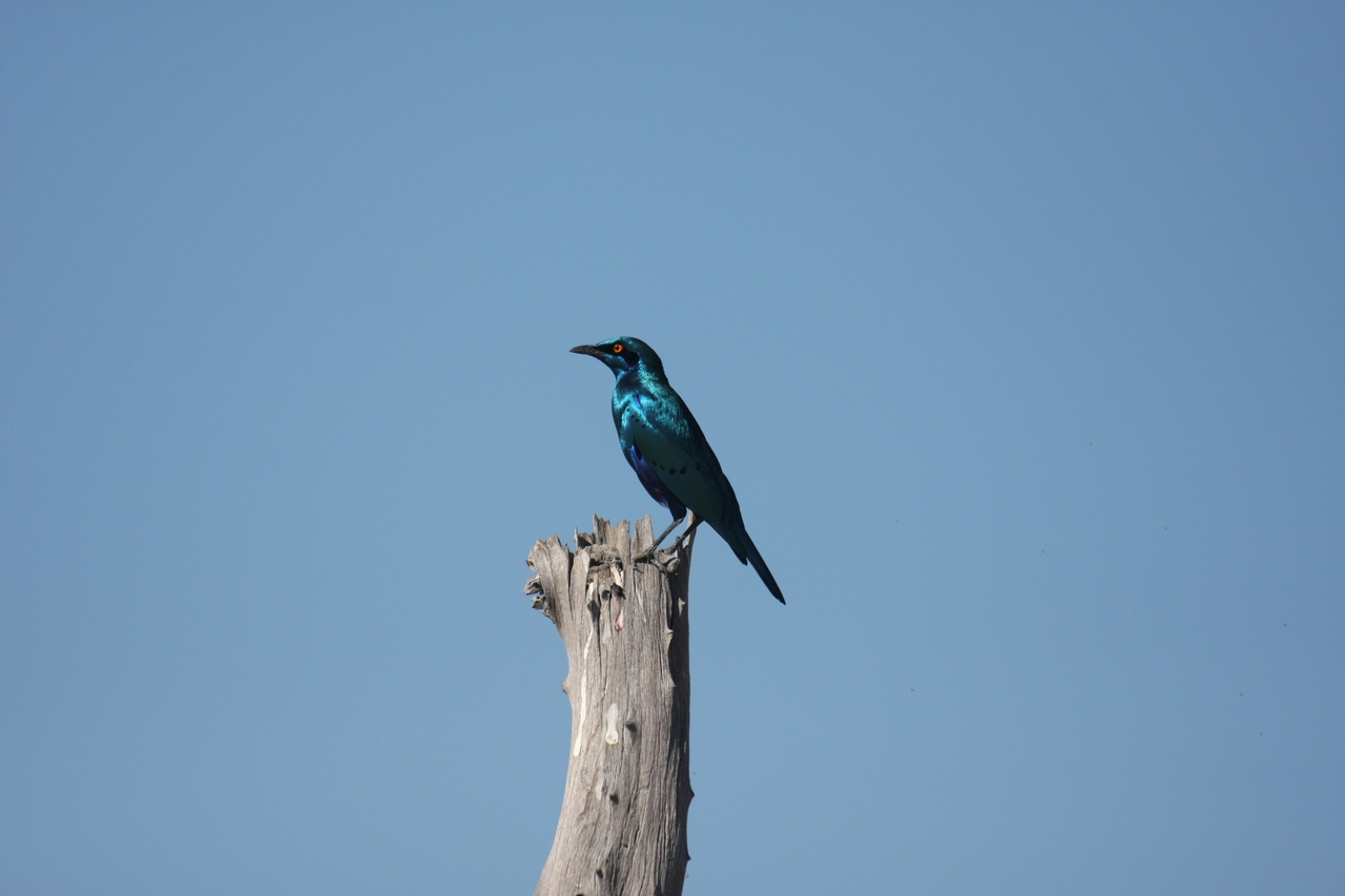 [19103] 2016_06_28_04_43_23_Africa_Canon_EOS_40D_IMG__10299.jpg