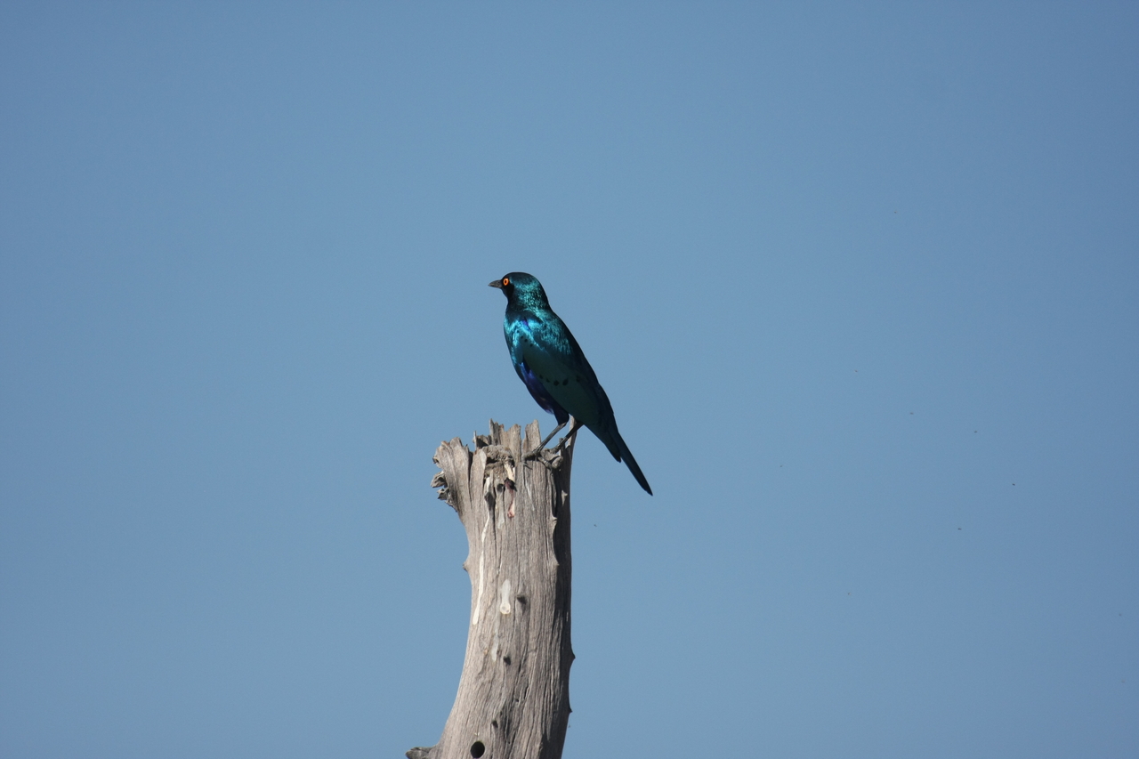 [19105] 2016_06_28_04_43_23_Africa_Canon_EOS_40D_IMG__10301.jpg