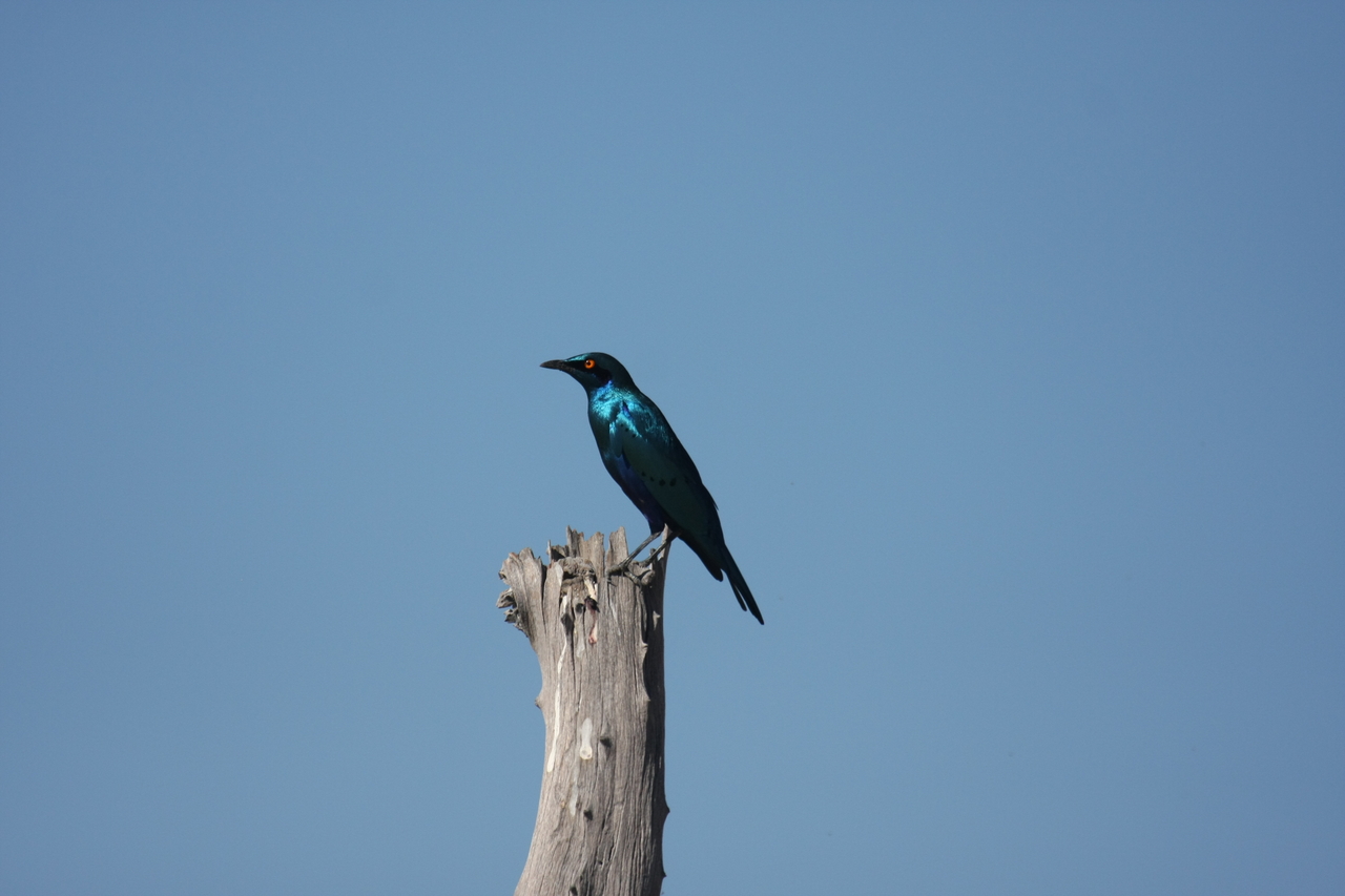 [19113] 2016_06_28_04_43_33_Africa_Canon_EOS_40D_IMG__10304.jpg