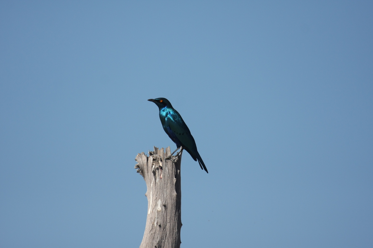 [19117] 2016_06_28_04_43_34_Africa_Canon_EOS_40D_IMG__02859.jpg