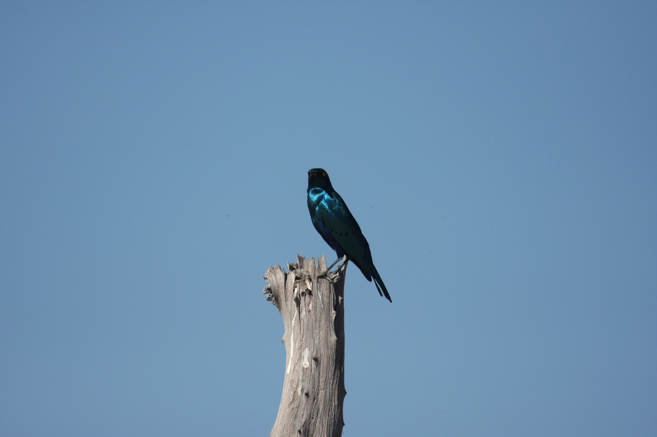 [19121] 2016_06_28_04_43_36_Africa_Canon_EOS_40D_IMG__00474.jpg