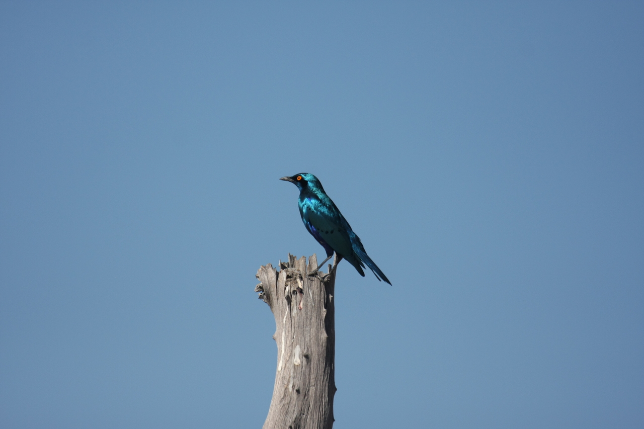 [19138] 2016_06_28_04_43_46_Africa_Canon_EOS_40D_IMG__10313.jpg