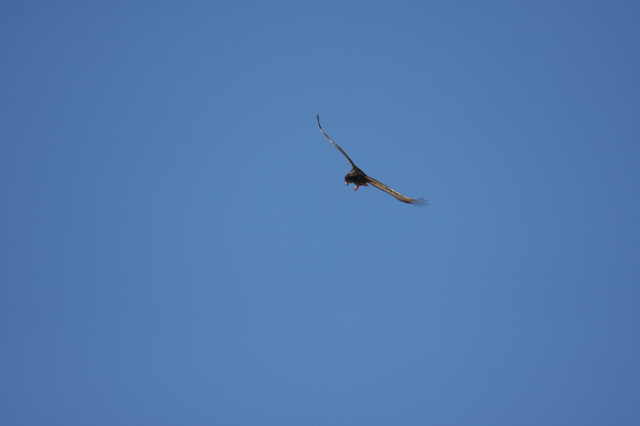 [19148] 2016_06_28_04_44_21_Africa_Canon_EOS_40D_IMG__00484.jpg