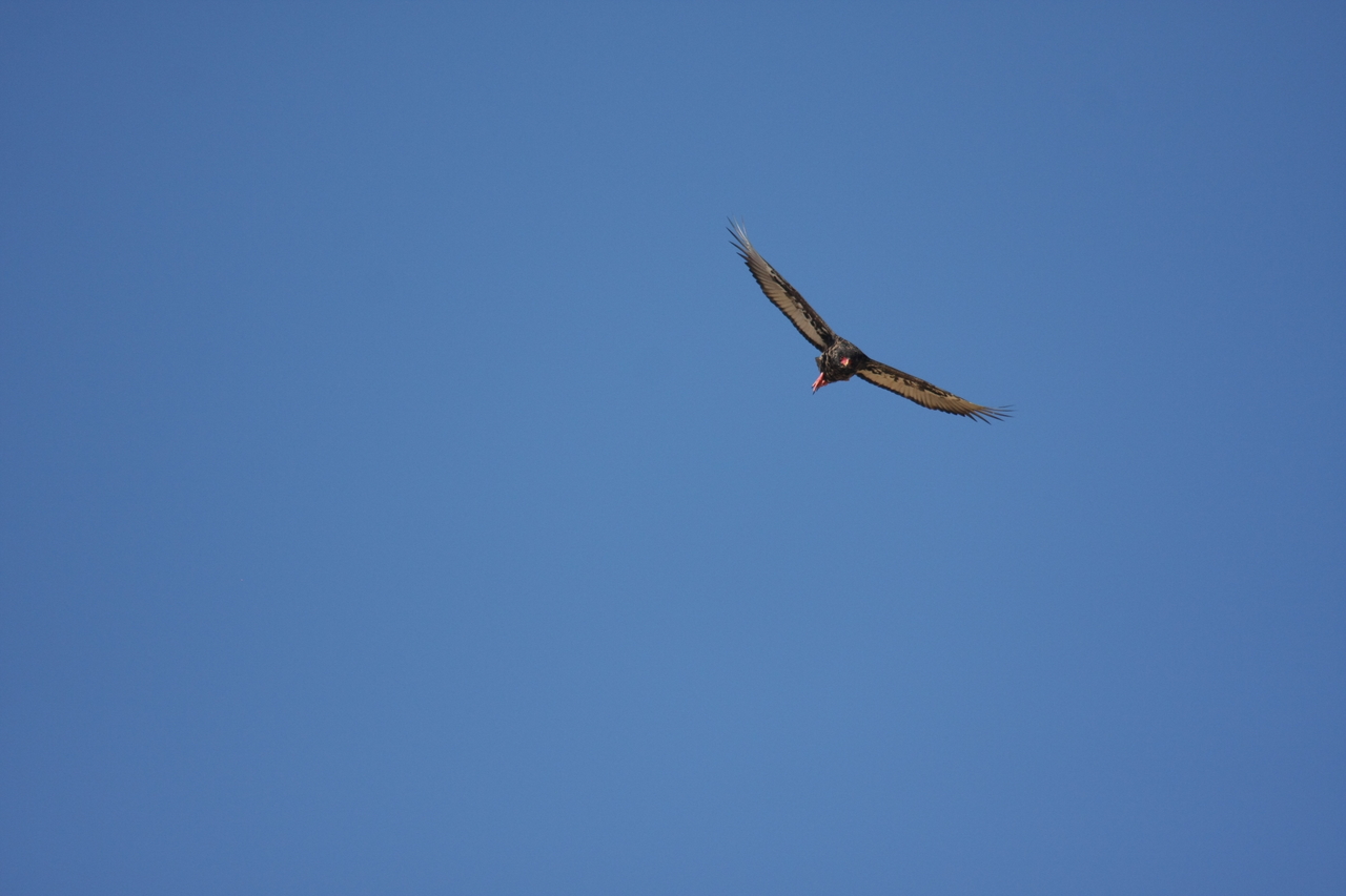 [19150] 2016_06_28_04_44_21_Africa_Canon_EOS_40D_IMG__00486.jpg