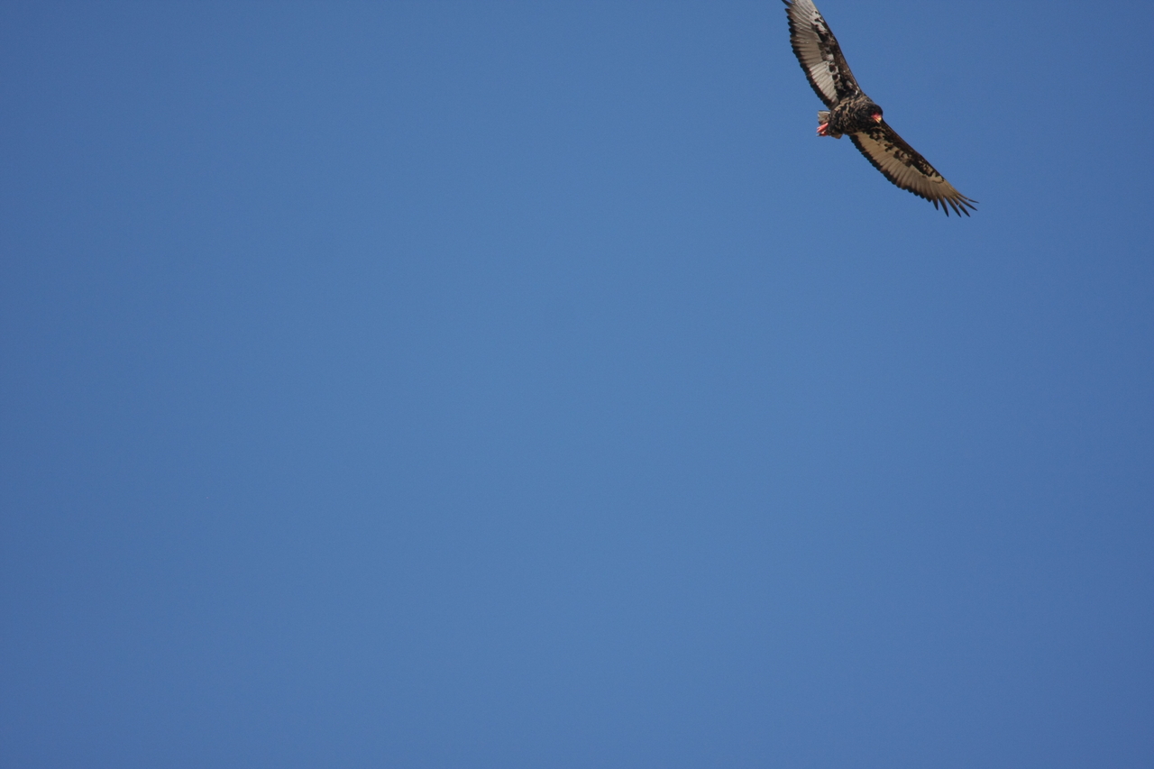 [19160] 2016_06_28_04_44_22_Africa_Canon_EOS_40D_IMG__02875.jpg