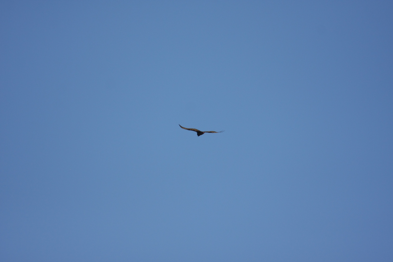 [19163] 2016_06_28_04_44_41_Africa_Canon_EOS_40D_IMG__00489.jpg