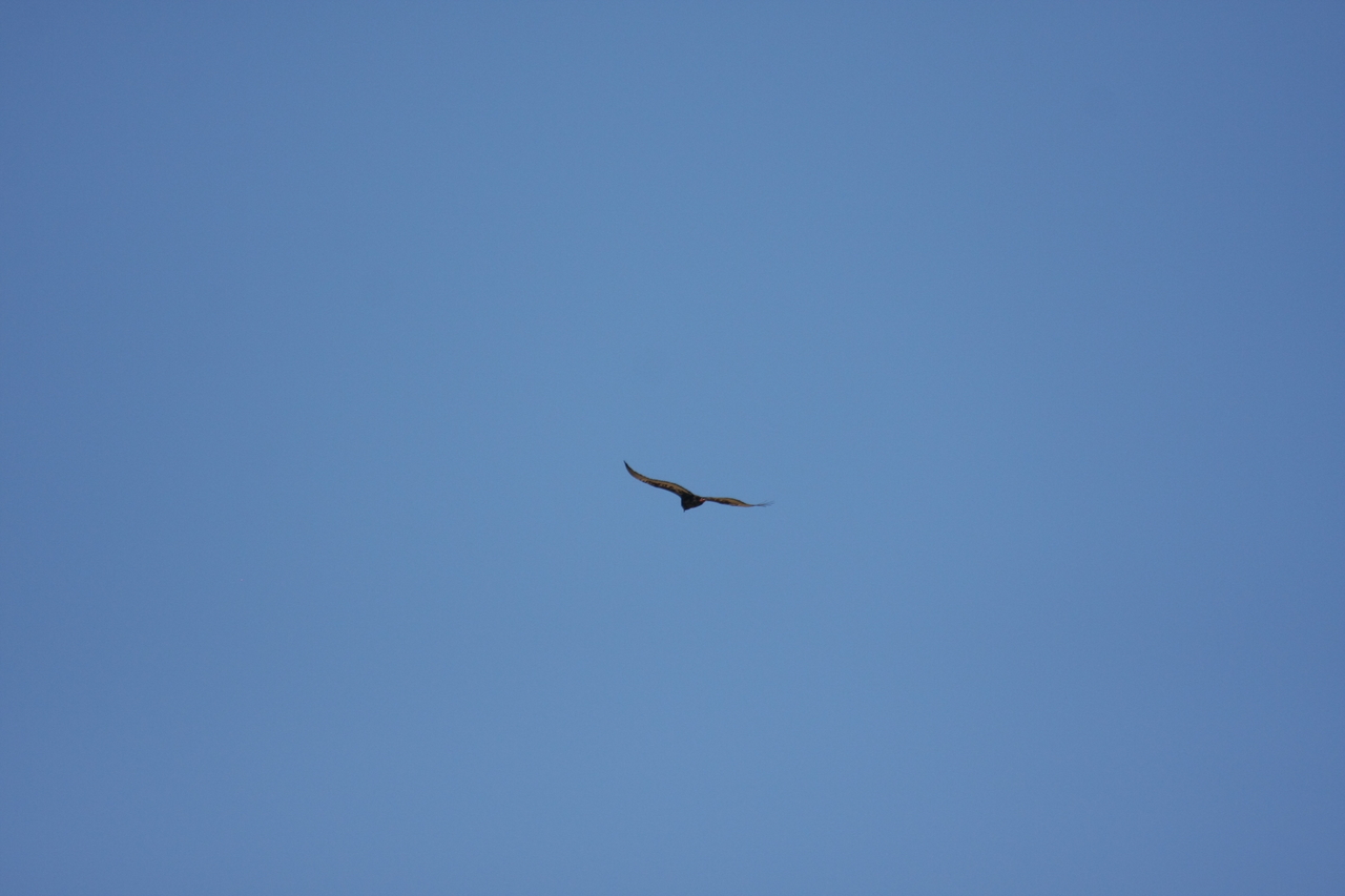 [19168] 2016_06_28_04_44_41_Africa_Canon_EOS_40D_IMG__02879.jpg