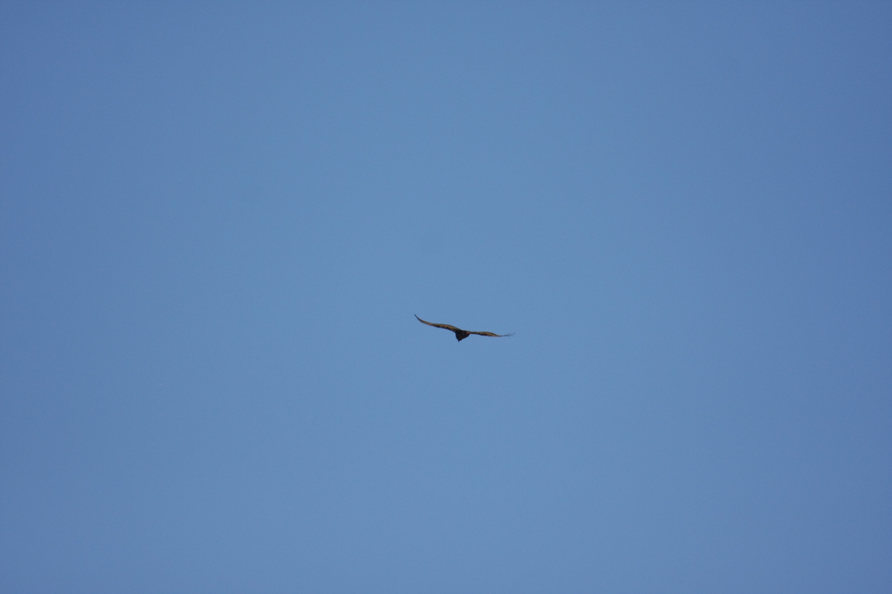 [19180] 2016_06_28_04_44_42_Africa_Canon_EOS_40D_IMG__10329.jpg