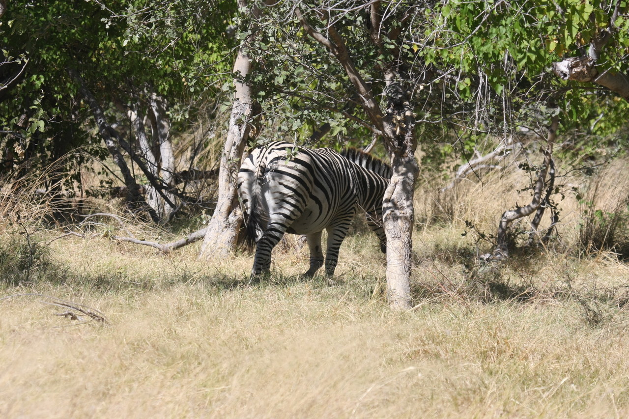 [19192] 2016_06_28_04_49_57_Africa_Canon_EOS_40D_IMG__02886.jpg