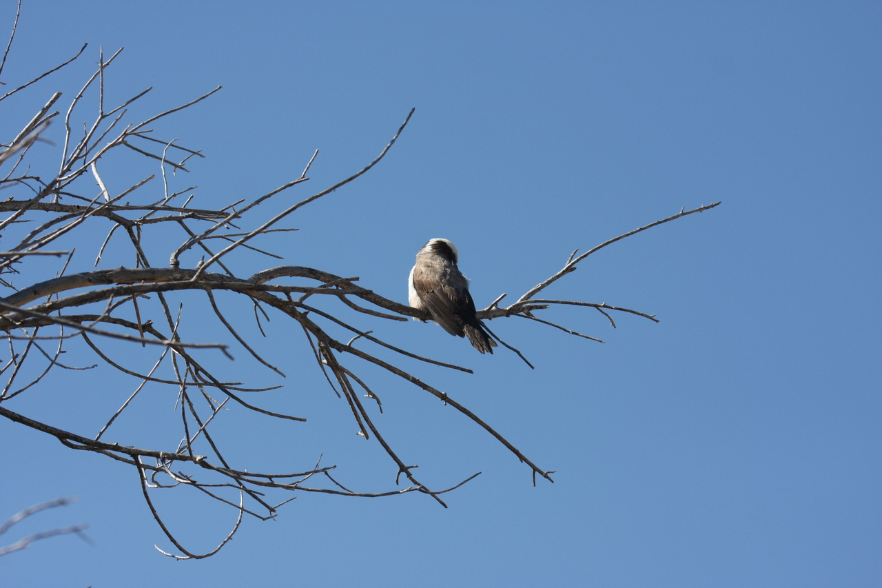 [19203] 2016_06_28_04_57_13_Africa_Canon_EOS_40D_IMG__00505.jpg