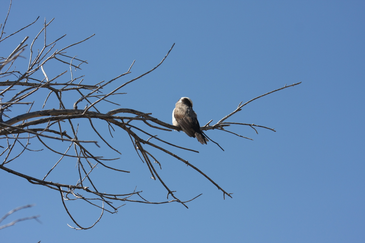 [19204] 2016_06_28_04_57_13_Africa_Canon_EOS_40D_IMG__02891.jpg