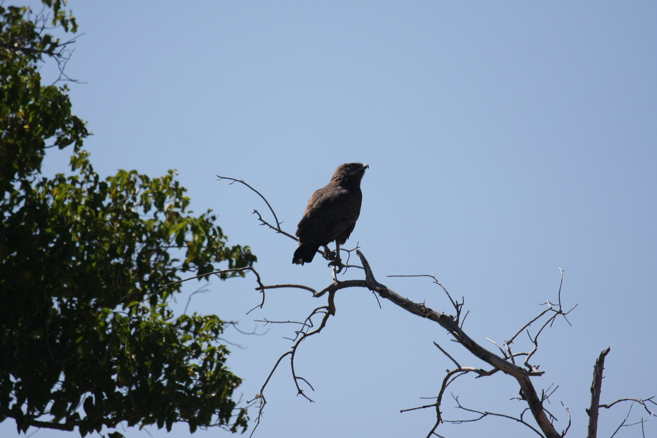 [19217] 2016_06_28_04_58_44_Africa_Canon_EOS_40D_IMG__00509.jpg