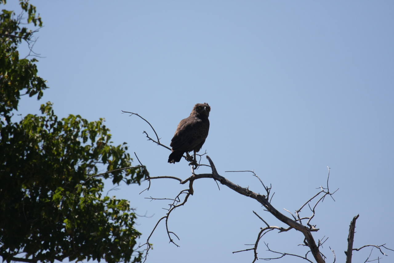 [19222] 2016_06_28_04_58_44_Africa_Canon_EOS_40D_IMG__02898.jpg