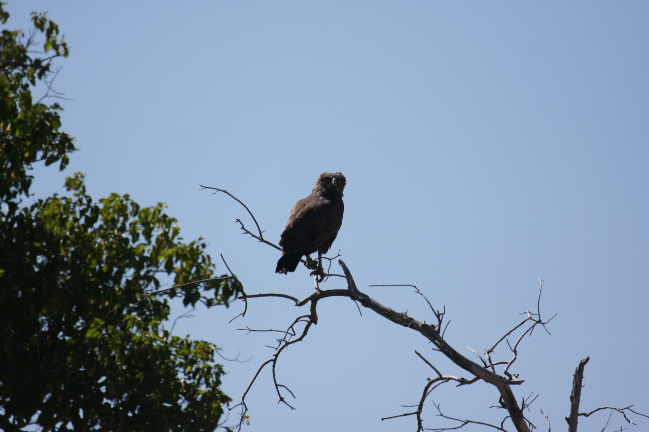 [19232] 2016_06_28_04_58_45_Africa_Canon_EOS_40D_IMG__10346.jpg