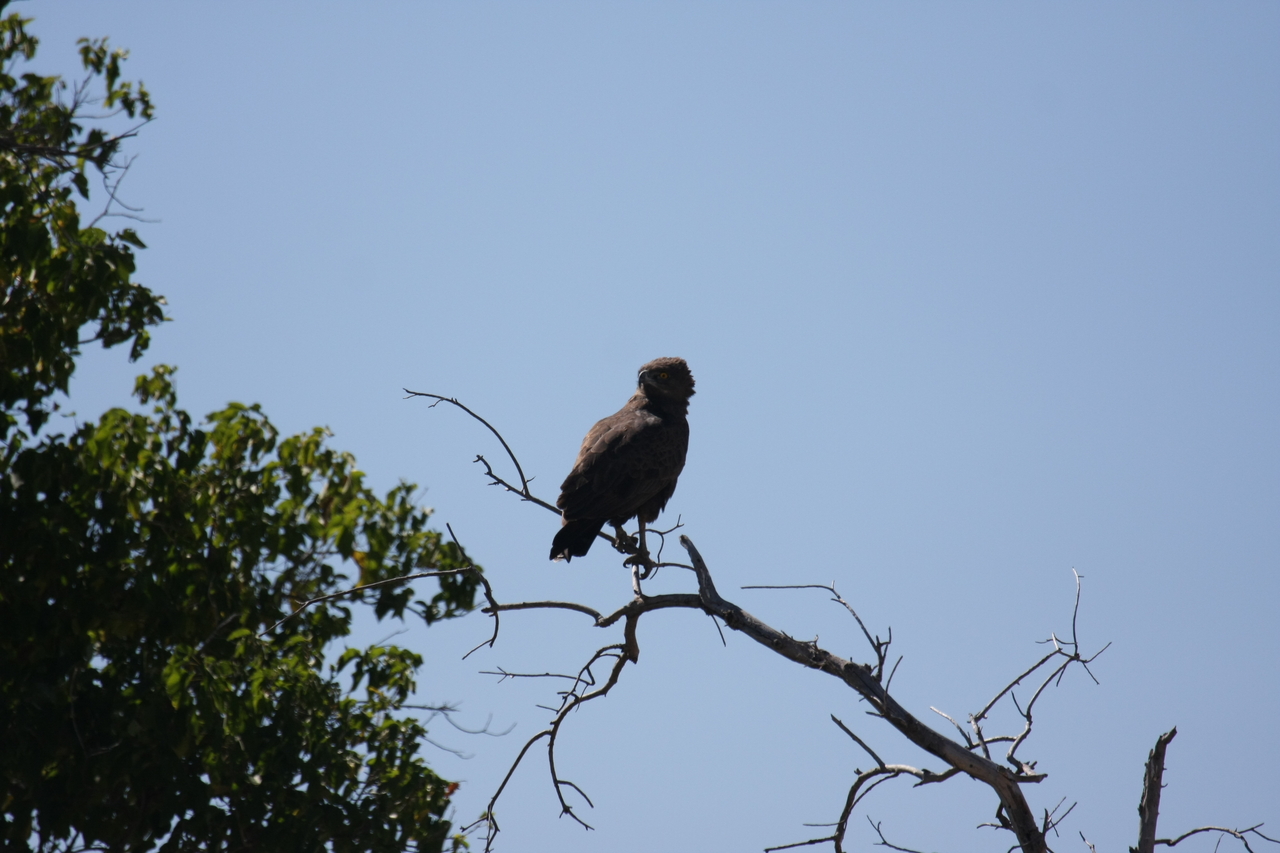 [19241] 2016_06_28_04_58_48_Africa_Canon_EOS_40D_IMG__02905.jpg