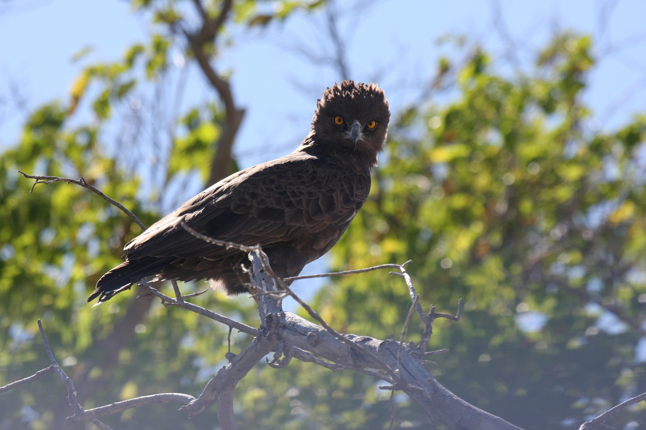 [19252] 2016_06_28_05_00_12_Africa_Canon_EOS_40D_IMG__00523.jpg