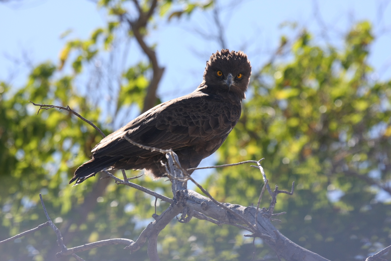 [19256] 2016_06_28_05_00_12_Africa_Canon_EOS_40D_IMG__10355.jpg