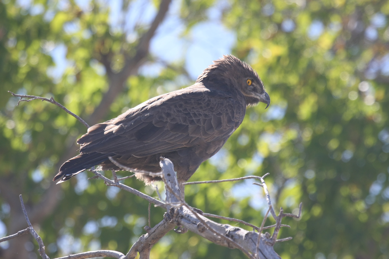 [19297] 2016_06_28_05_00_44_Africa_Canon_EOS_40D_IMG__10372.jpg