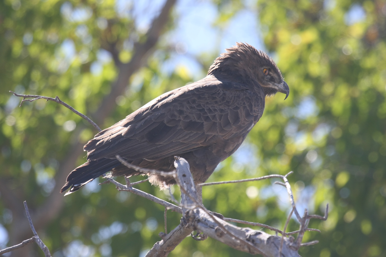 [19304] 2016_06_28_05_00_52_Africa_Canon_EOS_40D_IMG__10373.jpg