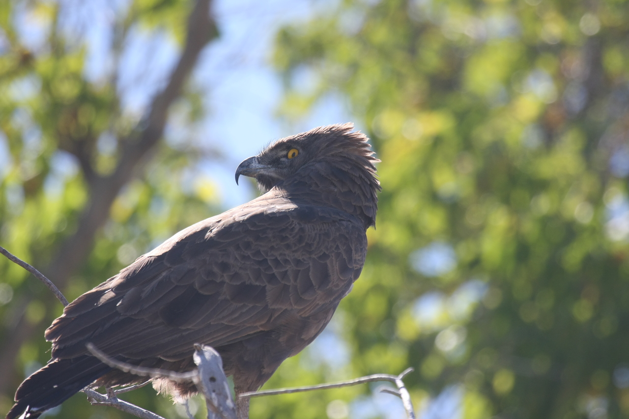 [19312] 2016_06_28_05_00_58_Africa_Canon_EOS_40D_IMG__10377.jpg