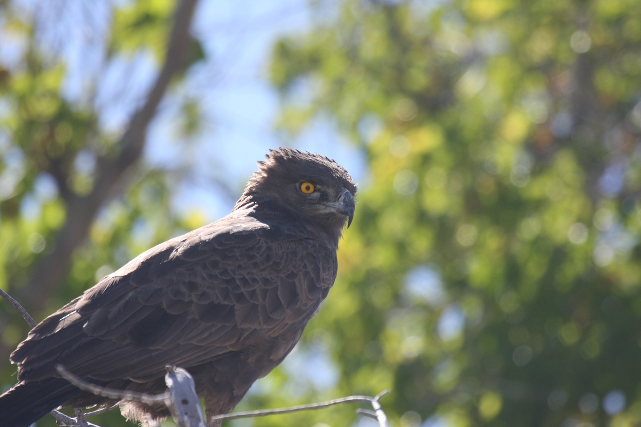 [19316] 2016_06_28_05_01_08_Africa_Canon_EOS_40D_IMG__02931.jpg