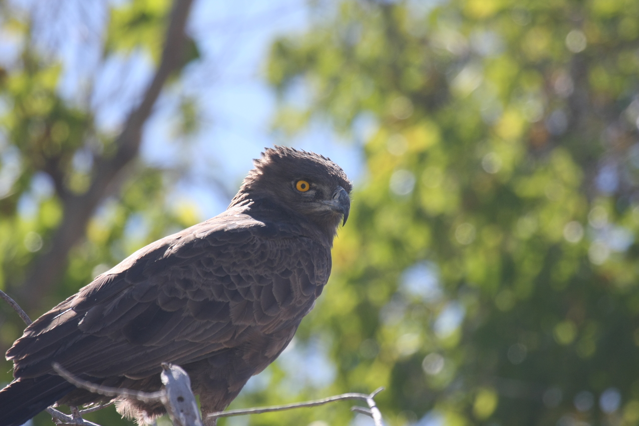 [19320] 2016_06_28_05_01_08_Africa_Canon_EOS_40D_IMG__10379.jpg