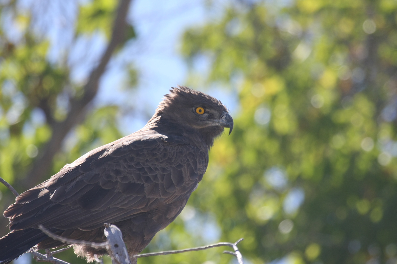 [19324] 2016_06_28_05_01_16_Africa_Canon_EOS_40D_IMG__00550.jpg