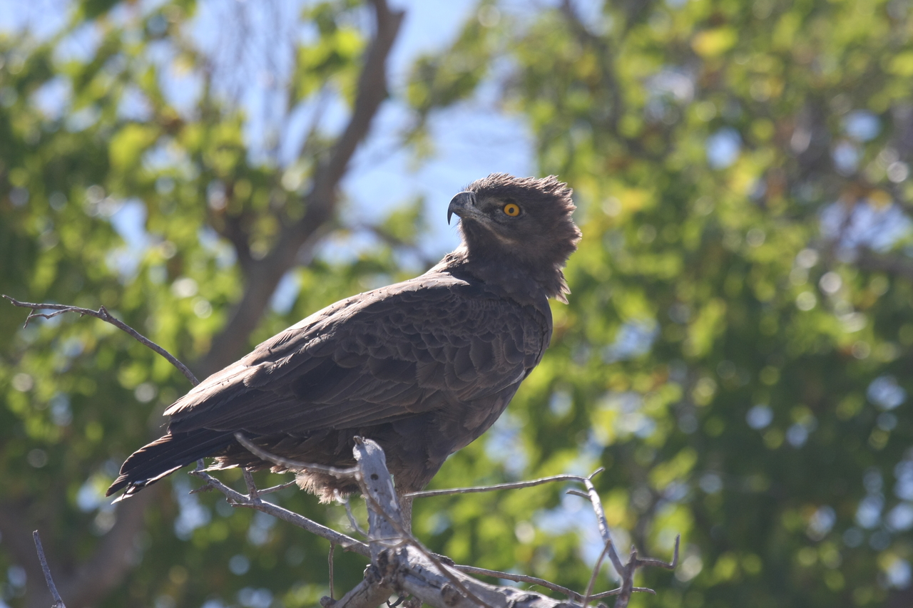 [19341] 2016_06_28_05_02_08_Africa_Canon_EOS_40D_IMG__00555.jpg