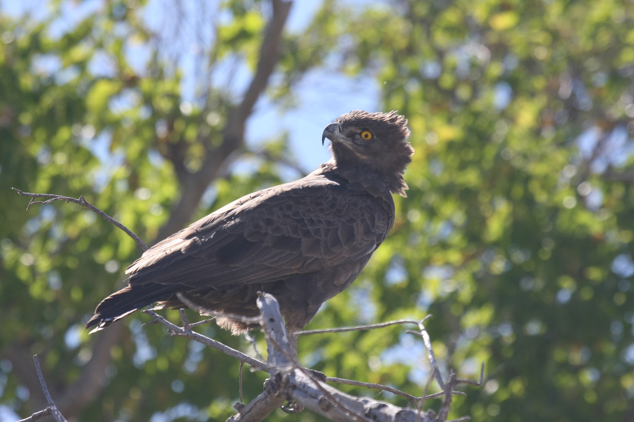 [19346] 2016_06_28_05_02_08_Africa_Canon_EOS_40D_IMG__10388.jpg