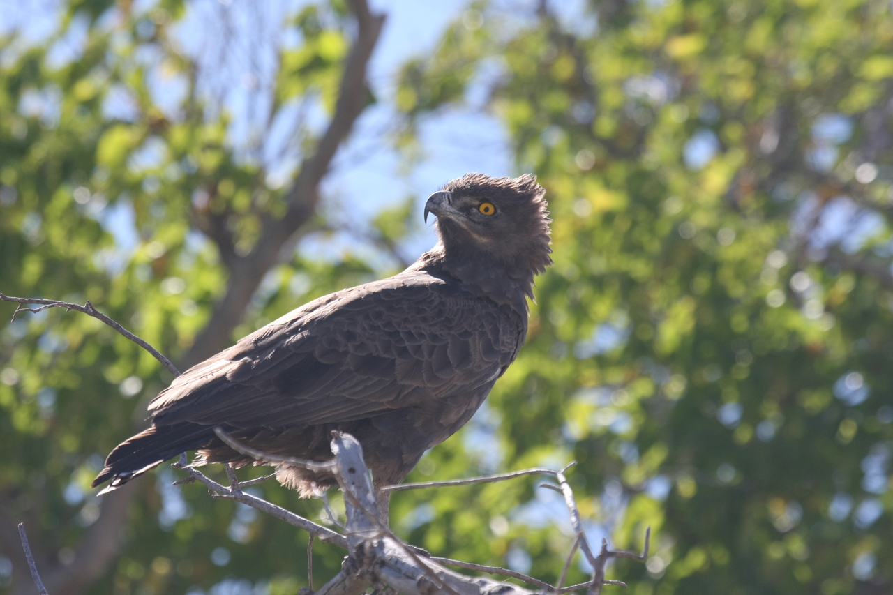 [19348] 2016_06_28_05_02_08_Africa_Canon_EOS_40D_IMG__10390.jpg