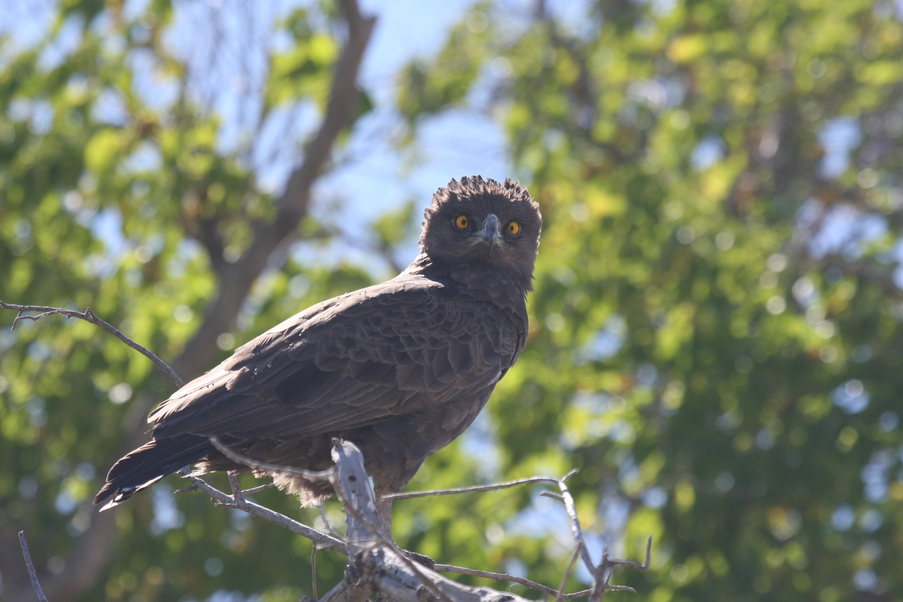 [19349] 2016_06_28_05_02_09_Africa_Canon_EOS_40D_IMG__00559.jpg