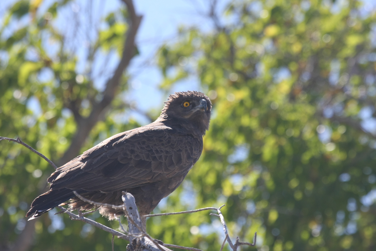 [19355] 2016_06_28_05_02_12_Africa_Canon_EOS_40D_IMG__02947.jpg