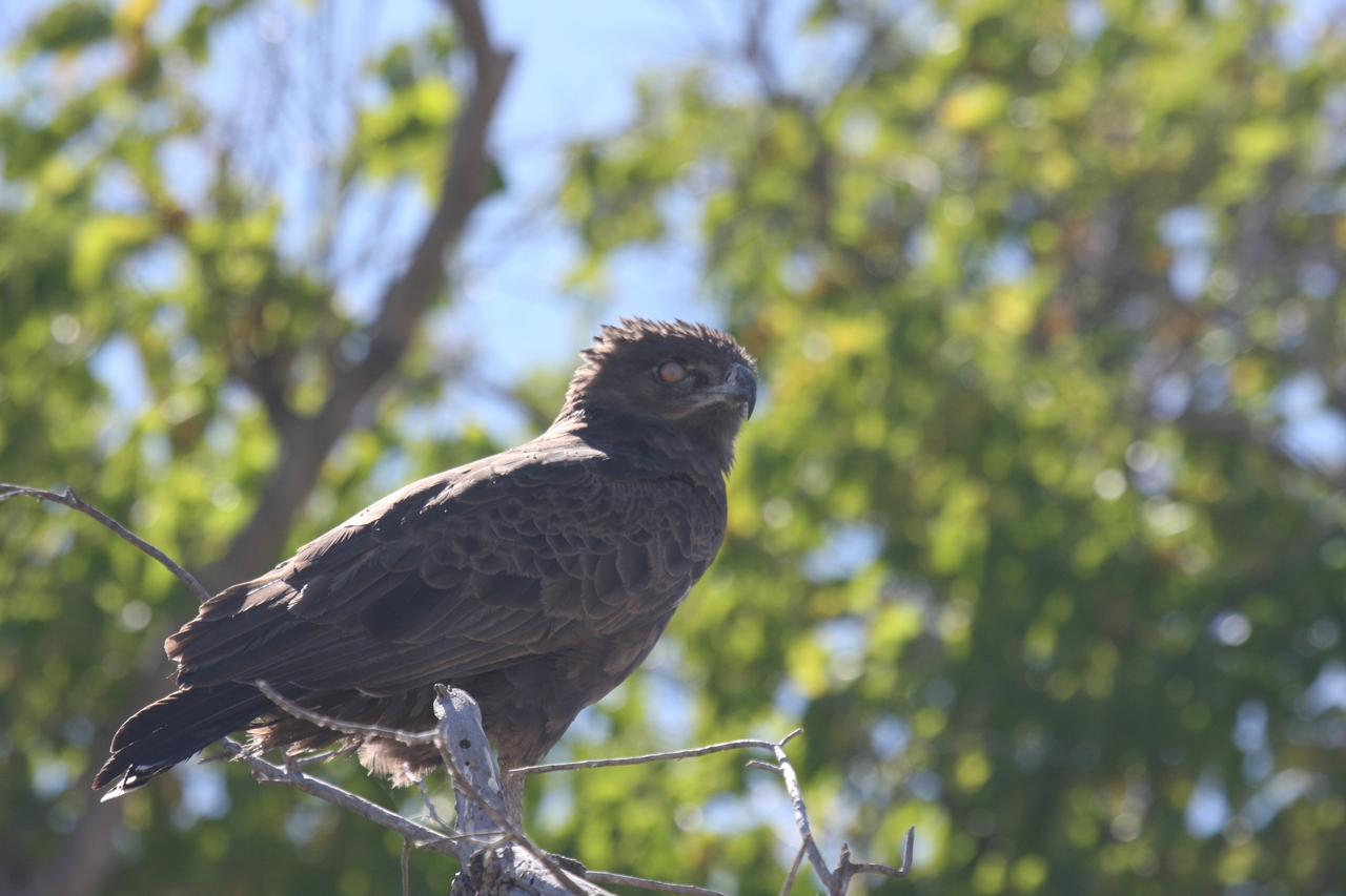 [19356] 2016_06_28_05_02_12_Africa_Canon_EOS_40D_IMG__02948.jpg