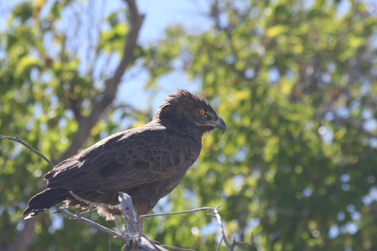 [19357] 2016_06_28_05_02_12_Africa_Canon_EOS_40D_IMG__02949.jpg